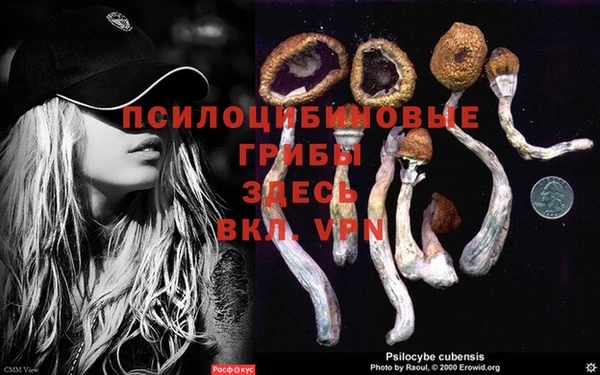 прущие грибы Алзамай